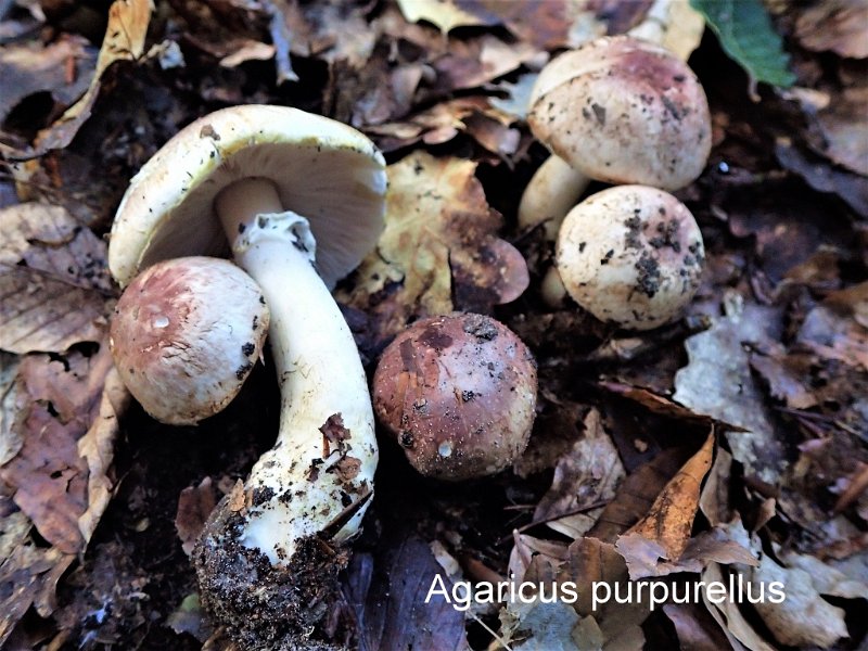 Agaricus purpurellus-amf126.jpg - Agaricus purpurellus - Syn: Psalliota purpurella - Nom français: Agaric pourpre